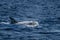 Risso Dolphin Grampus in Atlantic ocean