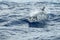 Risso Dolphin Grampus in Mediterranean