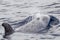 Risso Dolphin Grampus in Mediterranean