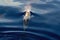 Risso\\\'s Dolphin - (Grampus griseus) in mediterranean sea at sunset