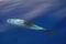 Risso\\\'s Dolphin - (Grampus griseus) in mediterranean sea at sunset