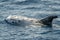 Risso\\\'s Dolphin - (Grampus griseus) on sea surface