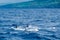 Risso`s dolphins