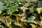 Ritual Candle Lantern in Dense Thickets of Ivy