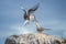 Ritual courtship of terns during the mating season.