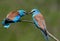 Ritual feeding by a male European roller of a female during the mating season.