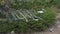 Ritual ribbons on sacred tree in Altai Mountains. Shamanism.