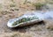 Ritual wooden objects and green branches for Aboriginal Australian Ceremony, preparation for start a fire for a ritual rite