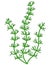 River and aquarium water plant - hornwort or CeratophÃ½llum. Bush of a freshwater plant, algae - vector full color picture.