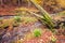 River in autumn colors forest