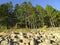 River bank with huge rounded boulders and coniferous forest. Morning lighting