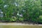 River bank at Klong Khone Mangrove Forest