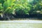 River bank at Klong Khone Mangrove Forest