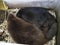 River beavers lying and sleeping together on wood shavings. Side view, close up. Animal protection concept. Nature biosphere