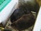 River beavers lying and sleeping together on wood shavings. Side view, close up. Animal protection concept. Nature biosphere