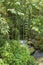 River bed in Pakerisan valley with wild water and big boulders. Long lianas hanging from tall tropical trees. Stones in riverbed