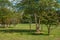 River birch tree in a landscape