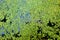 River blooming algae. Blooming water texture background. Close up, top view