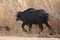 River buffalos. Species of wild ungulates reproduced in the Al Azrak reserve in Jordan. Drying marshes supplying Amman with