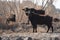 River buffalos. Species of wild ungulates reproduced in the Al Azrak reserve in Jordan. Drying marshes supplying Amman with