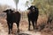 River buffalos. Species of wild ungulates reproduced in the Al Azrak reserve in Jordan. Drying marshes supplying Amman with