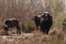 River buffalos. Species of wild ungulates reproduced in the Al Azrak reserve in Jordan. Drying marshes supplying Amman with