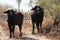 River buffalos. Species of wild ungulates reproduced in the Al Azrak reserve in Jordan. Drying marshes supplying Amman with