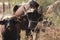 River buffalos. Species of wild ungulates reproduced in the Al Azrak reserve in Jordan. Drying marshes supplying Amman with