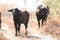 River buffalos. Species of wild ungulates reproduced in the Al Azrak reserve in Jordan. Drying marshes supplying Amman with