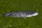 River catfish. Alive fresh fish isolated on natural green background