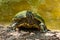 River cooter Pseudemys concinna with shell covered by green algae, near lake shore - Delray Beach, Florida, USA