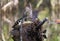 River Cooter Turtle on Chesser Prairie in the Okefenokee Swamp