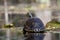 River Cooter turtle in the Okefenokee Swamp, Georiga