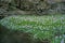 RIVER COVERED BY WATER HYACINTHS eichhornia crassipes, NEW CALEDONIA