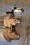 River coypu Myocastor coypus by the river