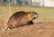 River coypu Myocastor coypus by the river