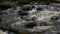 River crossing by fallen trees