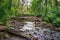 River dammed by beavers