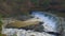 River Darwen weir.