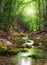 River deep in mountain forest