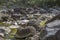 River deep in mountain forest