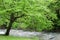 River deep in mountain forest