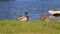 River ducks, couple. Duck and drake on the quay looking for food