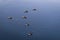 River ducks swimming in formation in clear water of Mula river in Pune, india.