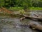 River with Fallen Trees and Small Snake
