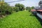 River filled with fresh green water hyacinth with the lush trees beside