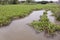 River filled with water hyacinth