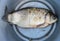 River fish carp lies in an aluminum bucket - the catch of a successful fishing.