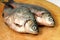 River fish crucian ( carp )