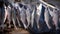 River fish marinated in salt hanging on hook for drying in nature